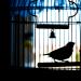 p'tit oiseau....