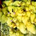 p'tits poussins.....