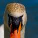 Salut Mr le cygne.....