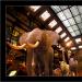 museum d'histoire naturelle de paris....