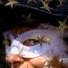Derriere le masque....