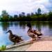 Trois canards?