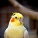 tout jaune.....