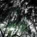 sous le saule.....