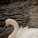 un petit cygne.....