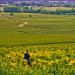 Seul au milieu des vignes....
