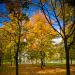 couleurs d'automne......