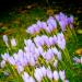 p'tites fleurs......