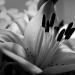 Pistils en n&b