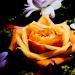 Rose orange....