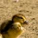 p'tit canard....