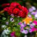 Quelques taches de couleurs.....